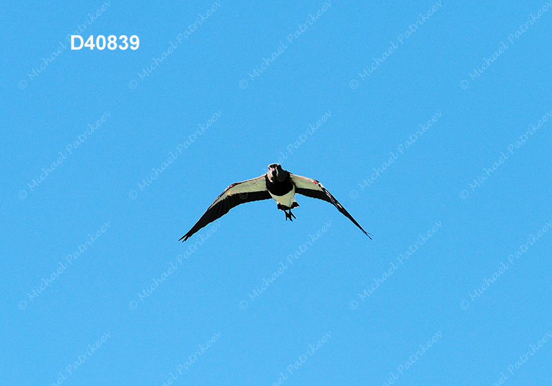 Southern Lapwing (Vanellus chilensis)